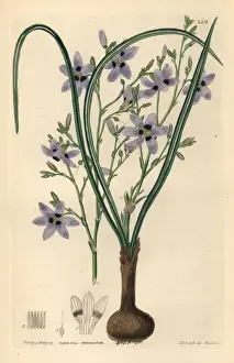Conanthera trimaculata