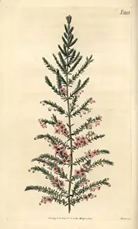 Weddell Prints: Concave heath, Erica concava