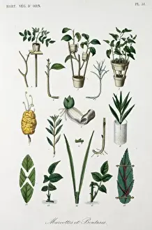 Horticultural Prints: Concepts of horticulture