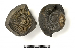 Ammonite Gallery: Concretions with ammonites (saligrams)