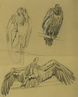 Condors