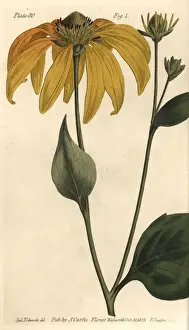 Lectures Prints: Coneflower or black-eyed-susan, Rudbeckia hirta