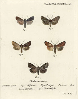 Bombyx Collection: Conformist, double dart, scarce brindle and silver arches