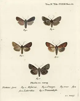 Conformist, double dart, scarce brindle and silver arches