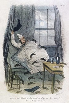 Images Dated 10th November 2011: Confounded Rat / Col