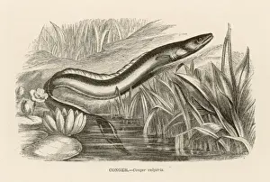 Eels Prints: CONGER EEL