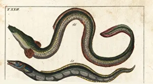 Anguilla Gallery: Conger eel and European eel