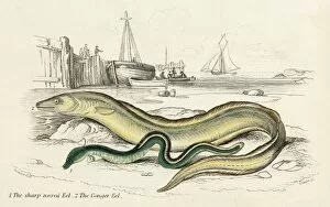 Images Dated 20th December 2011: Conger Eel & Sharp Nosed