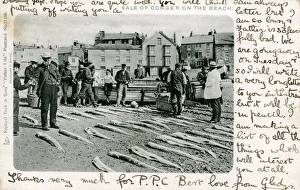 Conger Eels for sale on a beach, Unknown location Conger Eels for sale on a beach, Unknown location