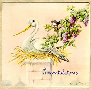 Stork Gallery: Congratulations card, Stork on her nest