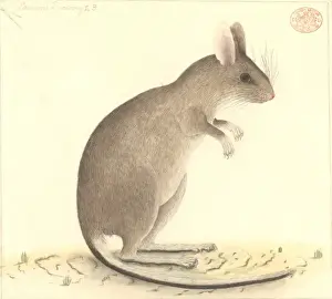 Lagomorph Prints: Conilurus albipes, white-footed tree-rat