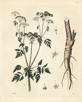 Conium Gallery: Conium maculatum