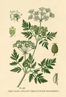 Conium Maculatum