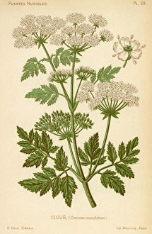 Maculatum Gallery: Conium Maculatum