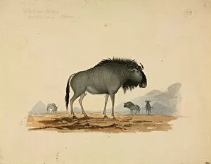 Artiodactyla Collection: Connochaetes taurinus, Blue wildebeest