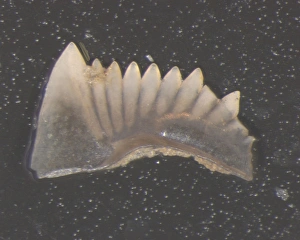Phanerozoic Gallery: Conodont, Hindeodus cristulus