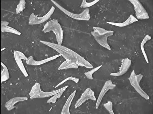 Microscopic Collection: Conodonts, tooth like fossils