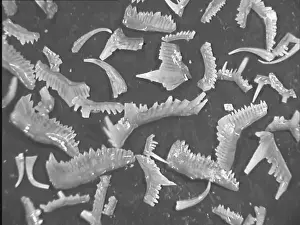 Conodonts, tooth like fossils