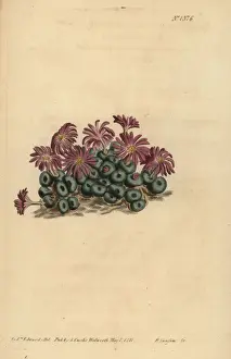 Succulent Prints: Conophytum minutum