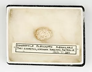 Images Dated 21st February 2008: Conopophila albogularis egg, Gould Collection