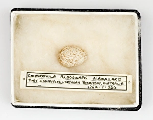 Images Dated 21st February 2008: Conopophila albogularis egg, Gould Collection