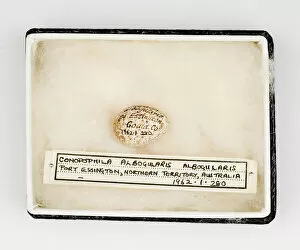 Passerine Collection: Conopophila albogularis egg, Gould Collection