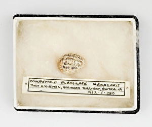 Images Dated 21st February 2008: Conopophila albogularis egg, Gould Collection