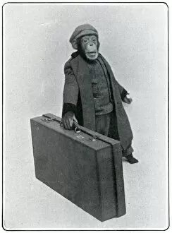 Consul Collection: Consul the Chimp at the London Hippodrome