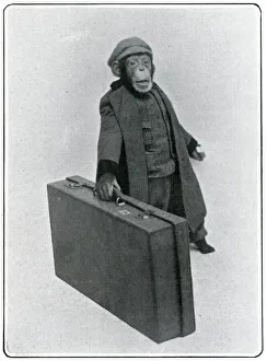 Consul Collection: Consul the Chimp at the London Hippodrome