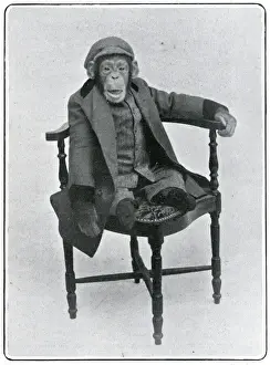 Consul the Chimp at the London Hippodrome