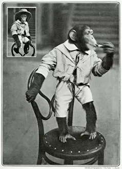 Images Dated 28th October 2019: Consul the monkey