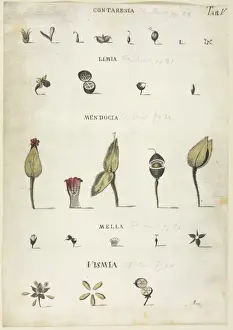 Contarenia, Limia, Mendocia, Mella, Vismia