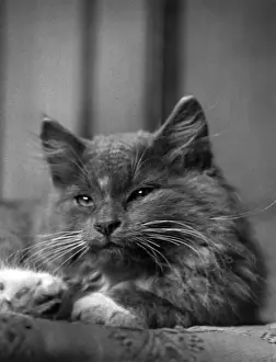 Content Prints: Content Cat
