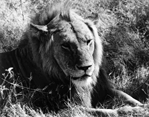 Content Prints: Content Lion