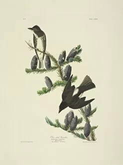 Abies Collection: Contopus cooperi, olive-sided flycatcher