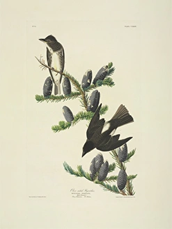 Abies Collection: Contopus cooperi, olive-sided flycatcher