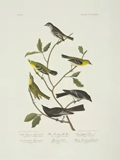 Fly Catcher Prints: Contopus sordidulus, Sayornis nigricans, Vireo olivaceus, Em