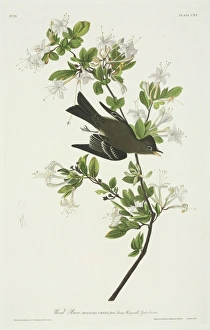 Azalea Gallery: Contopus virens, eastern wood pewee