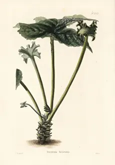 Shotter Prints: Contrayerva, Dorstenia contrajerva
