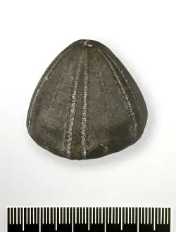Euechinoidea Prints: Conulus albogalerus (Leske), Shepherds Crown echinoid