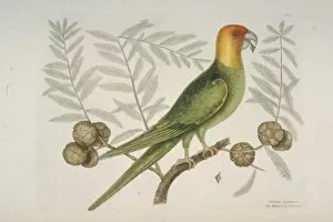 Abies Collection: Conuropsis caroliniensis, Carolina parakeet