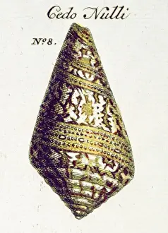 Cone Prints: Conus cedonulli, matchless cone