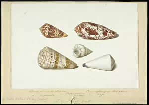 Mollusk Collection: Conus and Epitonium shells