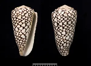 Conus marmoreus, cone shell
