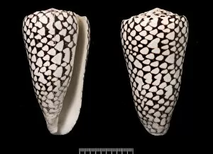Conus marmoreus, cone shell
