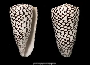 Cone Prints: Conus marmoreus, cone shell