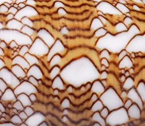 Conus textile, textile cone