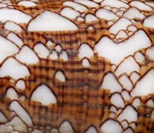 Conus textile, textile cone