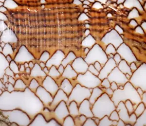 Conus textile, textile cone