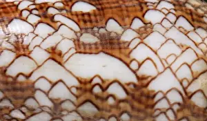Conus textile, textile cone